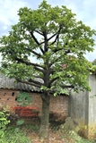 Cây Chay