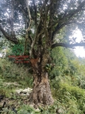 Cây Mít