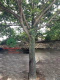 Cây Hồng Xiêm