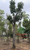 Cây Hồng Xiêm