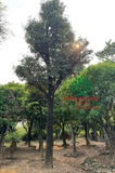 Cây Hồng Xiêm