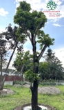 Cây Hồng Xiêm