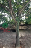 Cây Hồng Xiêm