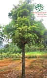Cây Hồng Xiêm