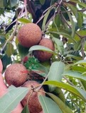 Cây Hồng Xiêm