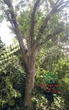 Cây Hồng Xiêm