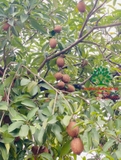 Cây Hồng Xiêm