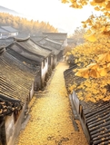 CÂY NGÂN HẠNH