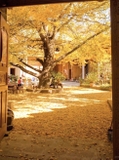 CÂY NGÂN HẠNH