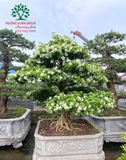 Cây Hoa Nguyệt Quế