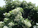Cây Hoa Nguyệt Quế