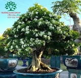 Cây Hoa Nguyệt Quế