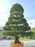 Cây Hoa Nguyệt Quế