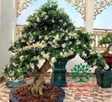 Cây Hoa Nguyệt Quế