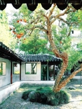 Cây Lựu