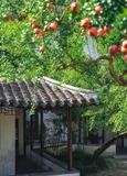 Cây Lựu