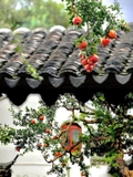 Cây Lựu