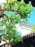 Cây Lựu