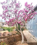 HOA MỘC LAN
