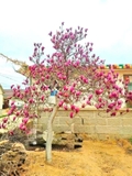 HOA MỘC LAN