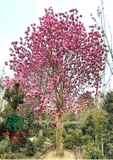 HOA MỘC LAN