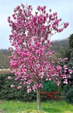 HOA MỘC LAN