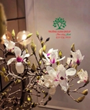 HOA MỘC LAN