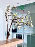 HOA MỘC LAN