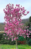 HOA MỘC LAN