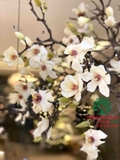 HOA MỘC LAN