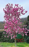 HOA MỘC LAN