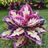 Củ Môn Đa Lộc