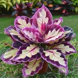 Củ Môn Đa Lộc