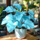 Củ Môn Đa Lộc