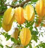 Cây Khế