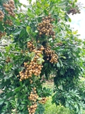 Cây Nhãn