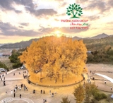 CÂY NGÂN HẠNH