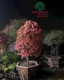 CÂY HOA MẪU ĐƠN TA (TRUYỀN THỐNG)