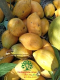 Cây Trứng Gà
