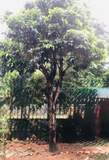 Cây Trứng Gà