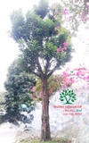 Cây Trứng Gà