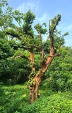 Cây Ổi