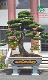 Tùng La Hán 01