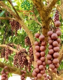 Cây Dâu Da Đất