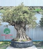 Cây Ôliu