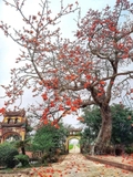 Cây Gạo