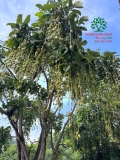 Cây Lộc Vừng