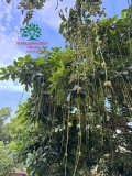 Cây Lộc Vừng