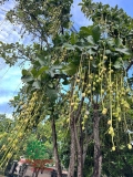 Cây Lộc Vừng