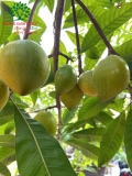 Cây Trứng Gà